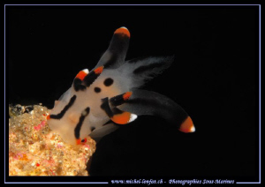 A pokemon Nudibranch... Lembeh strait... Que du bonheur..... by Michel Lonfat 